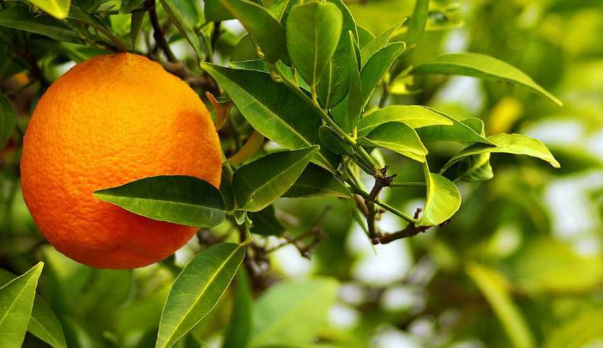 پویش كاشت و حفظ درختان نارنج شهر